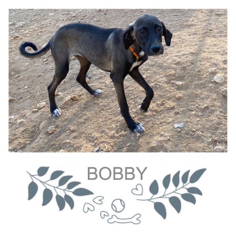 Bobby-768x768