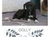 Dolly-768x768