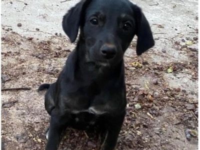 Blackie
