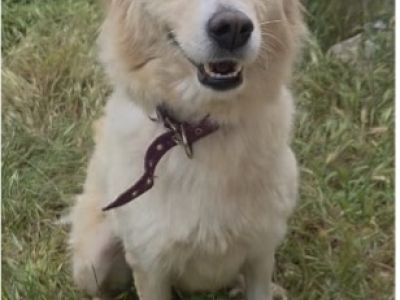 Maya