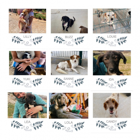 Honden geplaatst in 2022