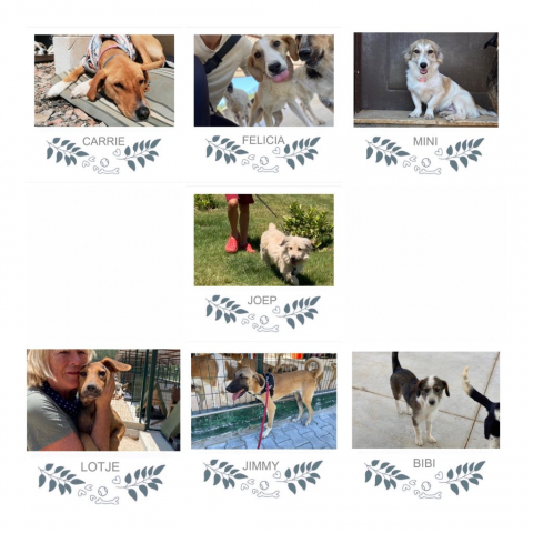 Honden geplaatst in 2022
