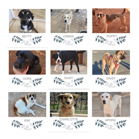 Honden geplaatst in 2022