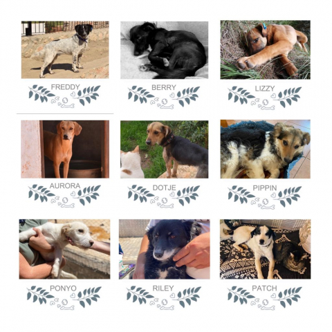 Honden geplaatst in 2022