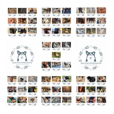 Honden geplaatst in 2022