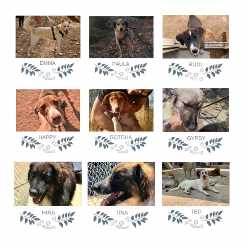 Honden geplaatst in 2022