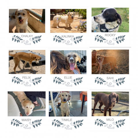 Honden geplaatst in 2022