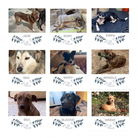 Honden geplaatst in 2022