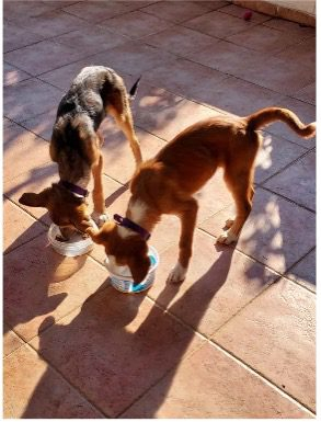 Ozz en Holly