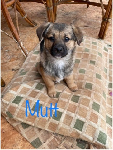 Mutt