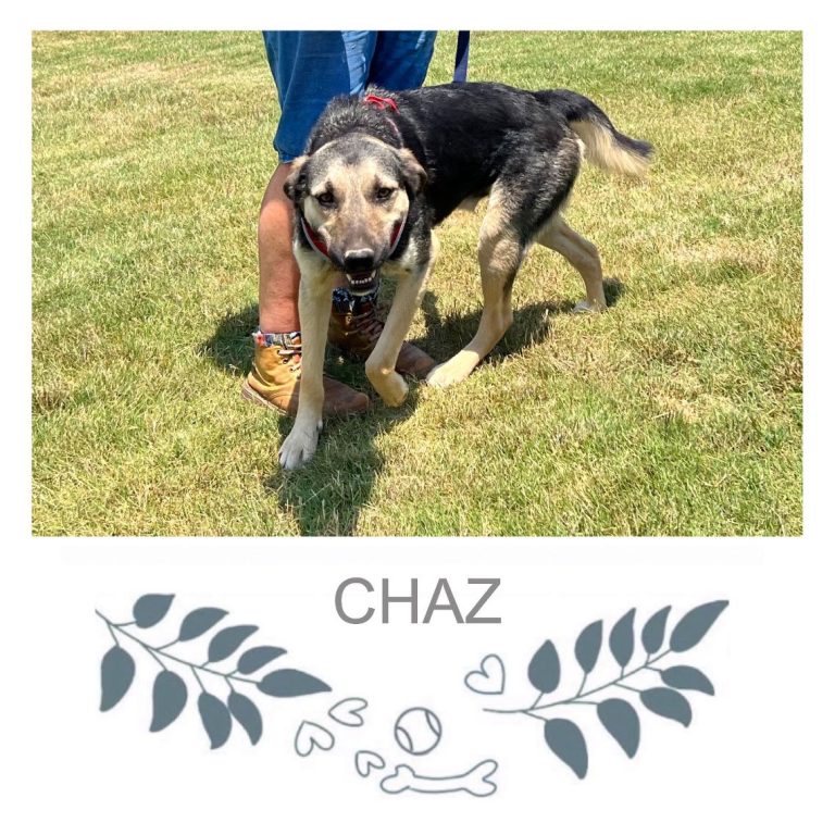 Chaz-768x768