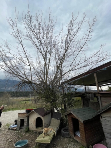 Our Nature Oath van Esra Saraçoğlu 2025