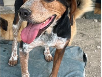 Hugo