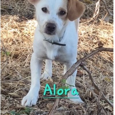 Alora
